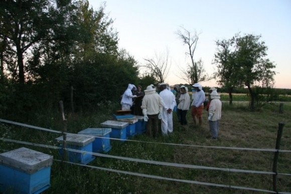 Organsko pčelarstvo