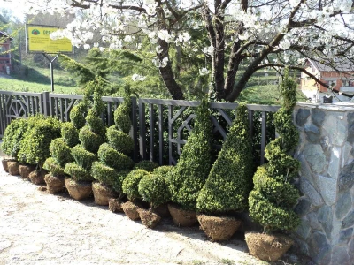Šimšir, pušpan, buxus, rasadnik, ukrasno bilje