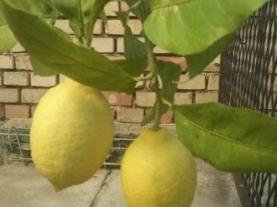 Sadnice agruma