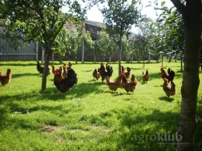 PILIĆI kokoši hrvatice