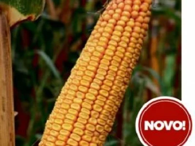 [AKCIJA]  Kukuruz BC424 FAO 460 kvalitetan zuban