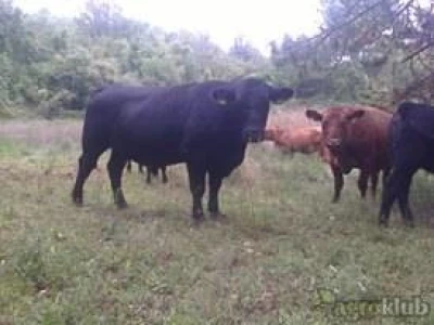 Bik pasmine Angus crni