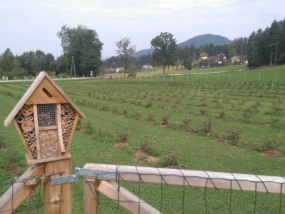 Sibirska borovnica-Haskap