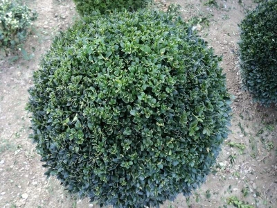 Šimšir, pušpan, buxus, rasadnik, ukrasno bilje