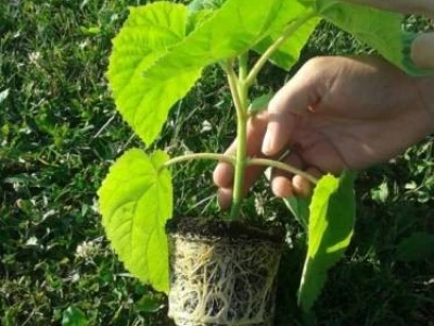 Paulownia Elongata
