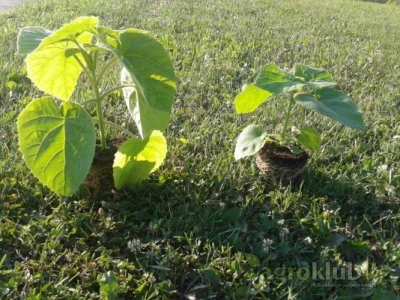Paulownia Elongata