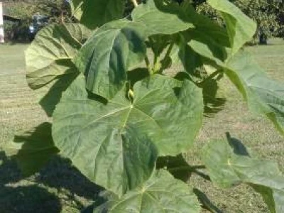 Paulownia Elongata