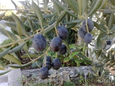 DOMAĆE MASLINOVO ULJE