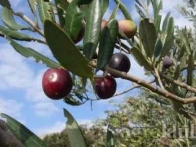 DOMAĆE MASLINOVO ULJE
