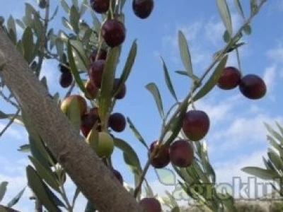 DOMAĆE MASLINOVO ULJE