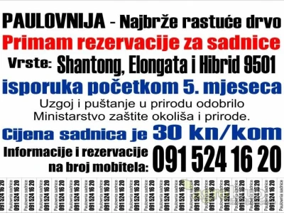 Paulovnija drvo-9501,Elongata,Shantong