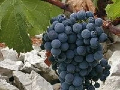 DOMAĆI PROIZVODI - MASLINOVO ULJE I VINO, povoljno!