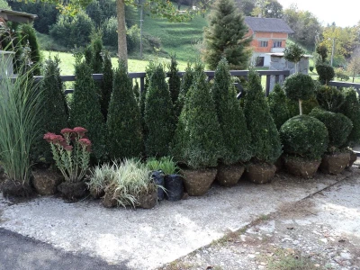Šimšir, pušpan, buxus, rasadnik, ukrasno bilje