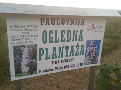 Paulovnije sadnce za jesensku sadnju