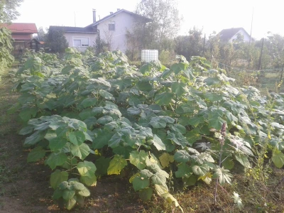Paulovnije Jednogodišnje