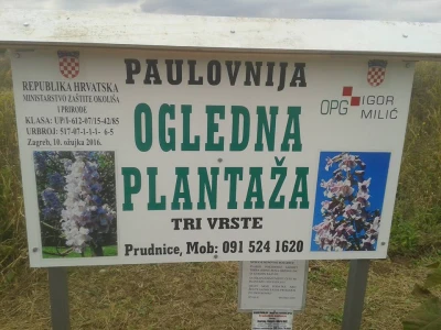 Paulovnije sadnce za jesensku sadnju