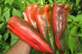 Paprika Kaptur F1 1.000 sj.