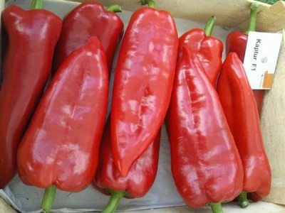 Paprika Kaptur F1 1.000 sj.
