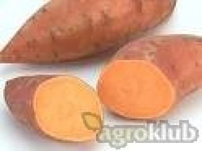 Sadnice batata