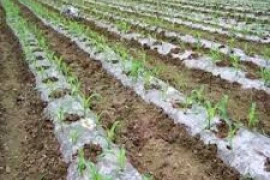 Mulch folija