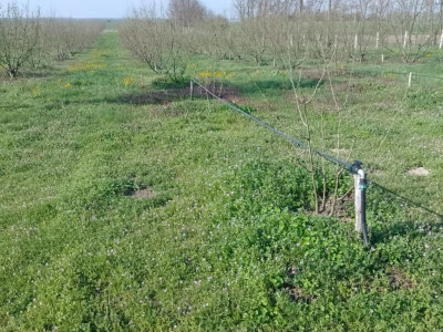 BARANJA - Zasad lješnjaka (1,4 ha) sa sustavom navodnjavanja i kućom