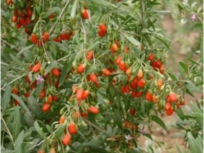GOJI - Lycium barbarum