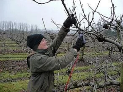POTRAŽUJEM POSLOVE REZIDBE VOĆNJAKA I VINOGRADA