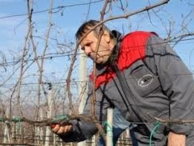 POTRAŽUJEM POSLOVE REZIDBE VOĆNJAKA I VINOGRADA