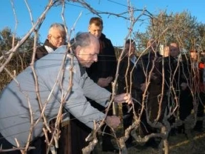 POTRAŽUJEM POSLOVE REZIDBE VOĆNJAKA I VINOGRADA