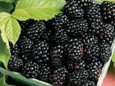 Kupinovo vino