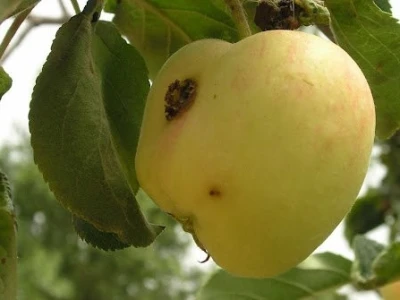 Granupom Uspješno suzbijanje jabučnog savijača