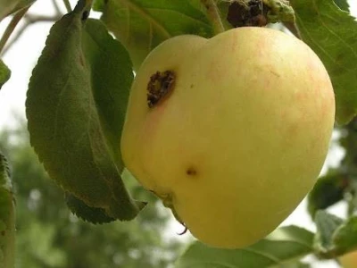 GRANUPOM - Uspješno suzbijanje jabučnog savijača