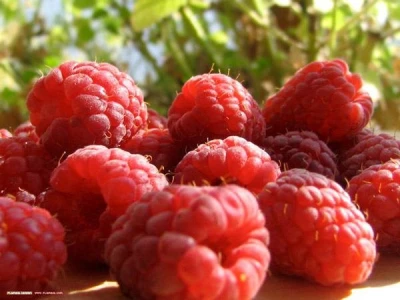Svježe Maline