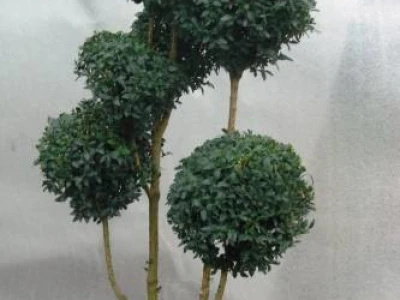Thuja smaragd