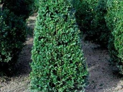 Thuja smaragd