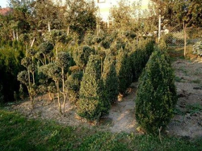 Thuja smaragd