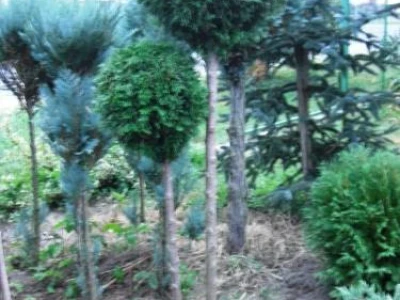 Thuja smaragd