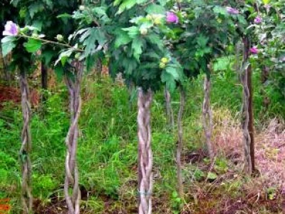 Thuja smaragd