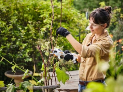 Akumulatorske škare za rezidbu ASA 20 - SET