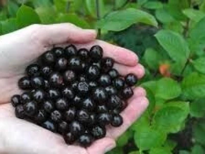 ARONIJA