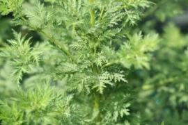 Pelin SLATKI Artemisia annua