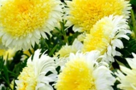 Ljetni zvjezdan ŽUTI Callistephus chinensis