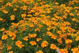 Kadifica SIGNET MARIGOLD Tagetes tenuifolia