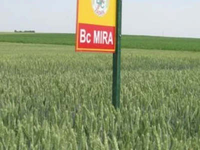 Pšenica - BC Mira