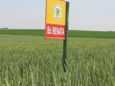 Pšenica - BC Renata