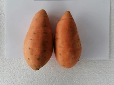 Bellevue, Süßkartoffel Sämlinge,sweet potatos Bellevue.A.B.S.