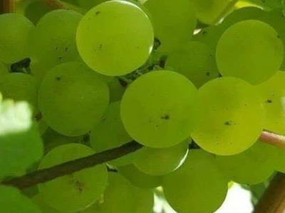 Bijelo vino