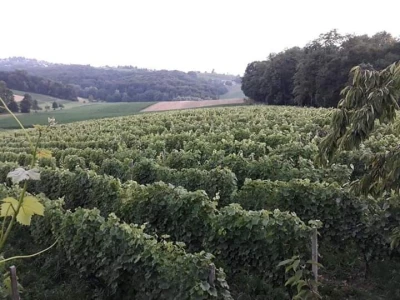 Bijelo vino