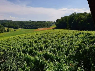 Bijelo vino