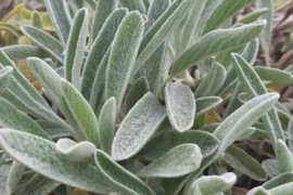 BUGARSKI PLANINSKI ČAJ Sideritis scardica